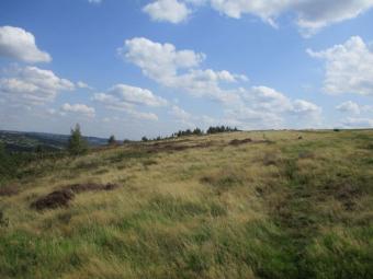 Our domain!: when we started working on the moor this hillside was covered in bracken